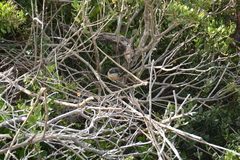 Laniarius ferrugineus ferrugineus