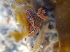 Chromodoris
