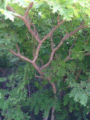 Cnidoscolus megacanthus