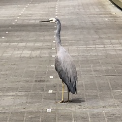 Egretta novaehollandiae novaehollandiae