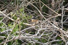 Laniarius ferrugineus ferrugineus