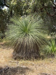 Xanthorrhoea preissii