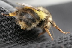 Bombus flavifrons