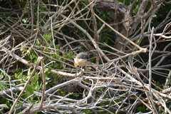 Laniarius ferrugineus ferrugineus