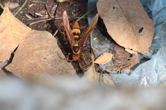 Polistes carnifex