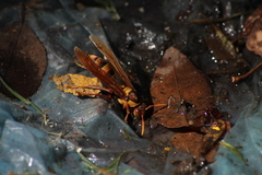 Polistes carnifex