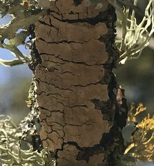 Fomitiporia punctata