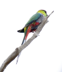 Purpureicephalus spurius