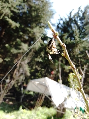 Neoscona orizabensis