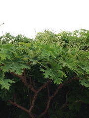 Cnidoscolus megacanthus