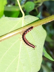 Helicorthomorpha