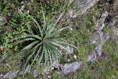 Dasylirion berlandieri