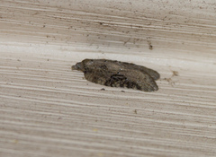 Acleris chalybeana