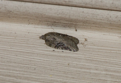 Acleris chalybeana