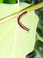 Helicorthomorpha