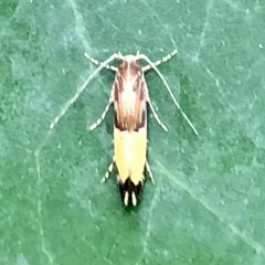 Labdia deliciosella