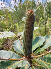 Banksia robur