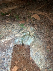 Crotaphopeltis hotamboeia
