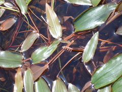 Potamogeton distinctus