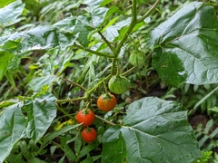 Solanum capsicoides