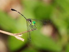 Nannophlebia eludens