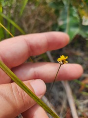 Xyris juncea