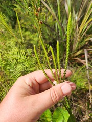 Baeckea imbricata