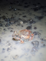 Tomopterna marmorata