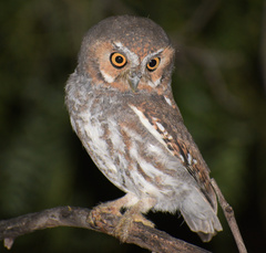 Micrathene whitneyi
