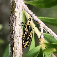 Chauliognathus sydneyanus