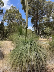 Xanthorrhoea preissii