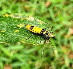 Chauliognathus imperialis