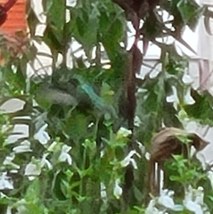 Cynanthus latirostris