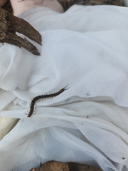 Cormocephalus