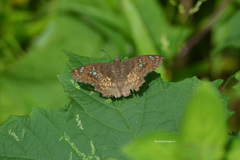 Caprona ransonnettii