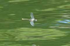 Ophiogomphus occidentis