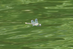 Ophiogomphus occidentis