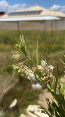 Gomphocarpus fruticosus