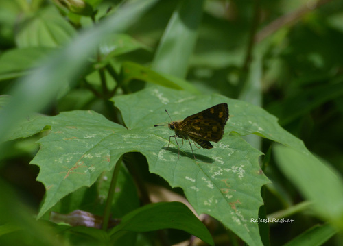 Tamil Grass Dart