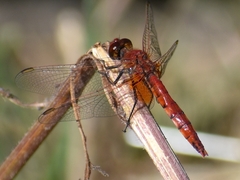 Erythrodiplax corallina