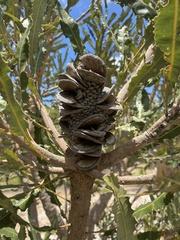 Banksia menziesii