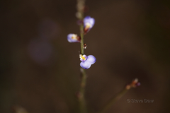 Comesperma scoparium