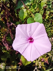 Ipomoea sagittifolia