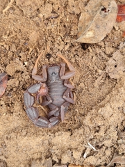 Parabuthus transvaalicus