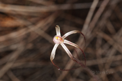 Caladenia varians