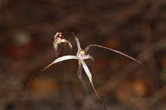 Caladenia varians