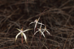 Caladenia varians