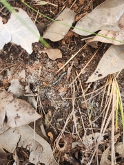 Cormocephalus