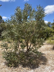 Banksia menziesii