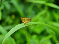 Ampittia dioscorides